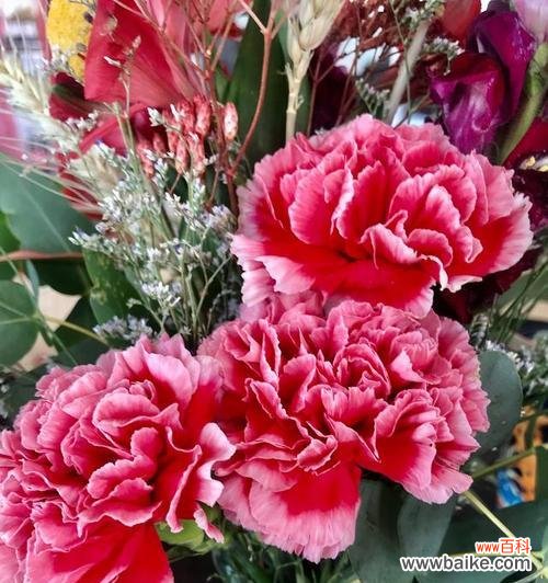 康乃馨 康乃馨的象征与寓意