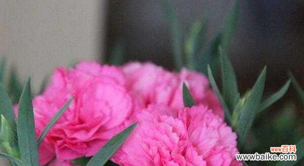 康乃馨花语揭示的情感和心意 康乃馨花语与寓意