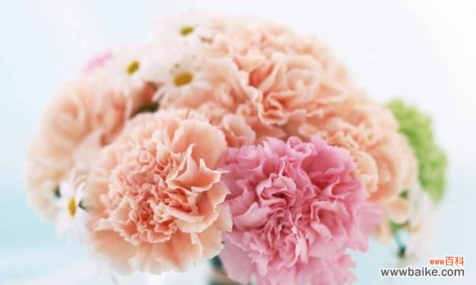 康乃馨花语揭示的情感和心意 康乃馨花语与寓意