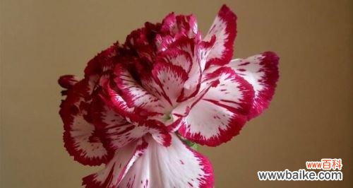 探索康乃馨背后的深层寓意 康乃馨的寓意与意义——花开寄托美好