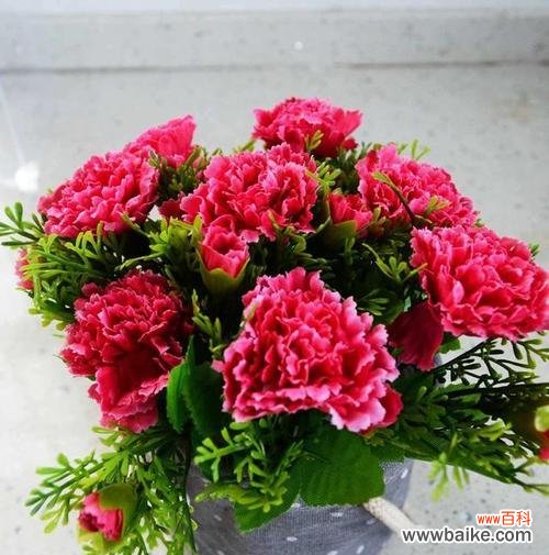 探索康乃馨背后的深层寓意 康乃馨的寓意与意义——花开寄托美好