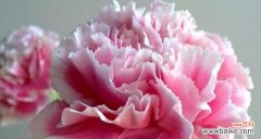 花开的希望与爱的承诺 康乃馨的寓意及象征意义