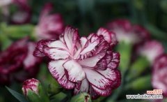 以康乃馨为纽带 康乃馨的花语与寓意