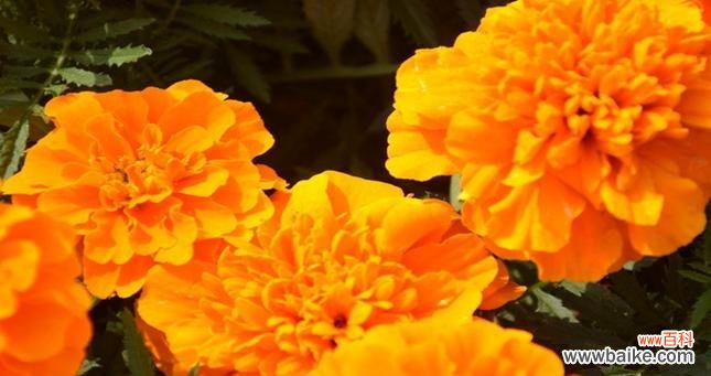 传递美丽的神秘 孔雀草的花语——深情与自尊