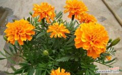 探寻孔雀草的象征意义与文化价值 孔雀草的寓意是什么