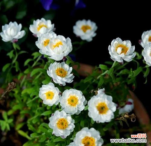 冬天的花真的象征爱情吗？