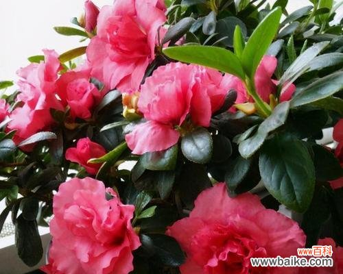 冬天的花真的象征爱情吗？