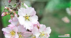 哪些花象征和谐与友爱？