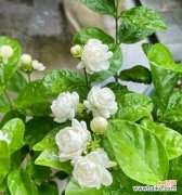 红色龙舌花的寓意是什么？红色龙舌花在花语中象征着什么？