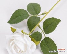 假花在情人节有何意义？情人节使用假花的寓意是什么？