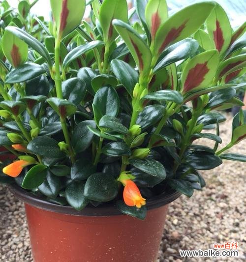 象征爱情的花金鱼是什么?金鱼花在爱情中扮演什么角色?