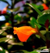 象征爱情的花金鱼是什么？金鱼花在爱情中扮演什么角色？