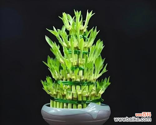 烛焰结成的富贵花象征着什么？它的寓意是什么？