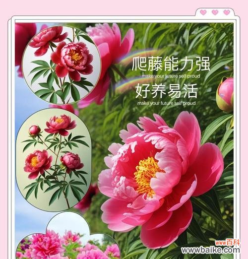 烛焰结成的富贵花象征着什么？它的寓意是什么？