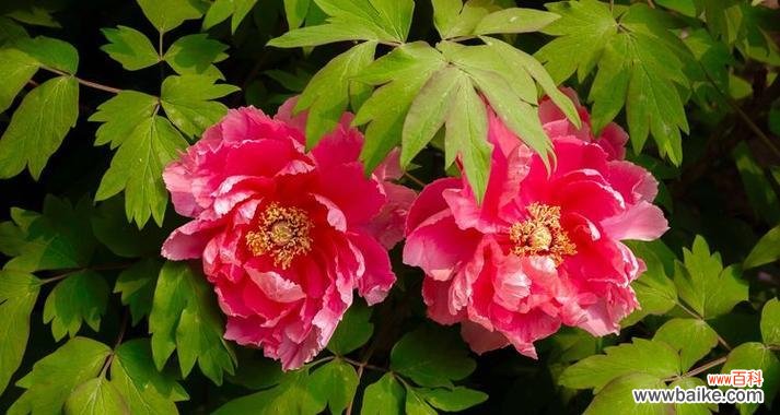 烛焰结成的富贵花象征着什么？它的寓意是什么？