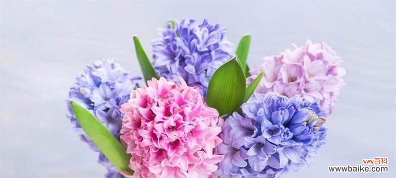 深蓝色白色手捧花的寓意是什么？它在婚礼中代表什么？