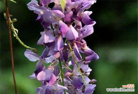 探寻紫藤萝的内涵与意义，解读紫藤萝的花语 紫藤萝的花语及其象征意义