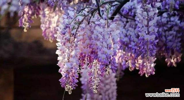 探寻紫藤花的花语及文化内涵 紫藤花