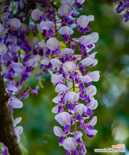 紫藤花 紫藤花的寓意与象征