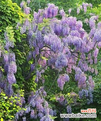 紫藤花 紫藤花的寓意与象征