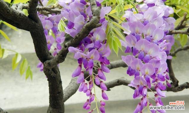 探秘紫藤花的象征意义与神话故事，解读紫藤花在文化中的重要地位 紫藤花的花语和传说