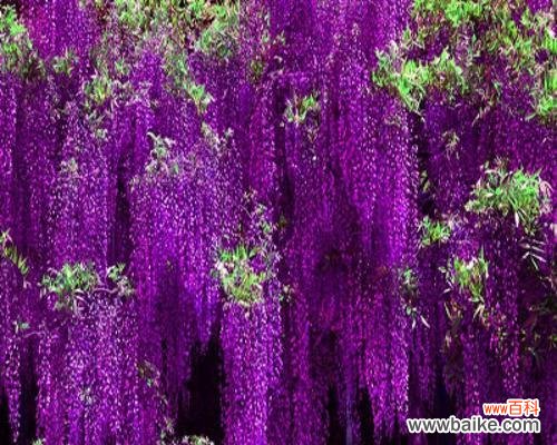 探秘紫藤花的象征意义与神话故事，解读紫藤花在文化中的重要地位 紫藤花的花语和传说