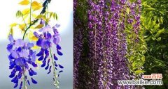 揭开紫藤花神秘的花语世界 紫藤花的花语与寓意