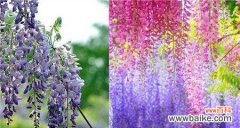 探索紫藤萝的花语和象征意义 紫藤萝的花语与寓意