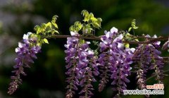 紫藤树的美丽与力量 紫藤树的寓意与象征意义