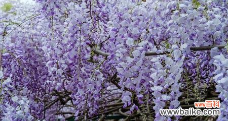 紫藤树的美丽与力量 紫藤树的寓意与象征意义