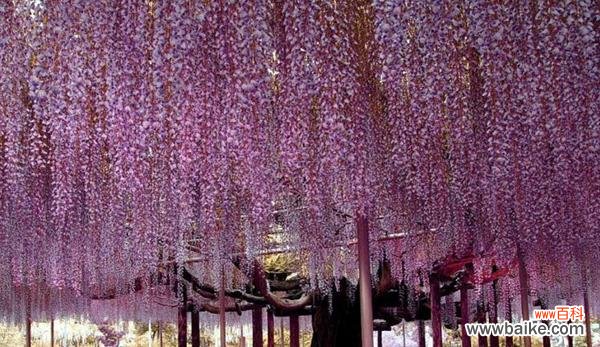 探寻紫藤萝的深刻寓意 紫藤萝的花语与意义