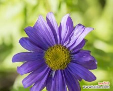 探寻紫菀花的花语，掌握生活的寓意 紫菀花语之花开如诗——花语与寓意