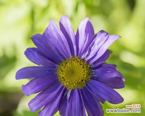 探寻紫菀花的花语，掌握生活的寓意 紫菀花语之花开如诗——花语与寓意