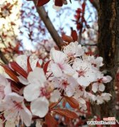 以紫叶李为载体，感悟自然之美与人生哲理 紫叶李