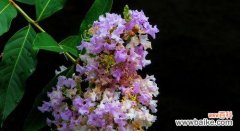 探究紫薇花所代表的情感和象征意义 紫薇花的花语与寓意