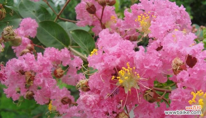 探寻紫薇花的内涵与象征意义 紫薇花的花语——爱与坚强的象征