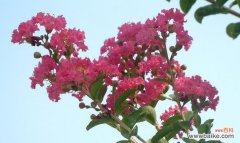 探寻紫薇花的内涵与象征意义 紫薇花的花语——爱与坚强的象征