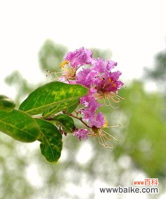 探寻紫薇花的内涵与象征意义 紫薇花的花语——爱与坚强的象征