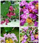 探索紫薇花的深刻内涵 紫薇花的寓意与象征意义