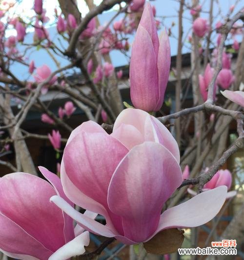 解读紫玉兰花花语,传递深情与祝福 紫玉兰花