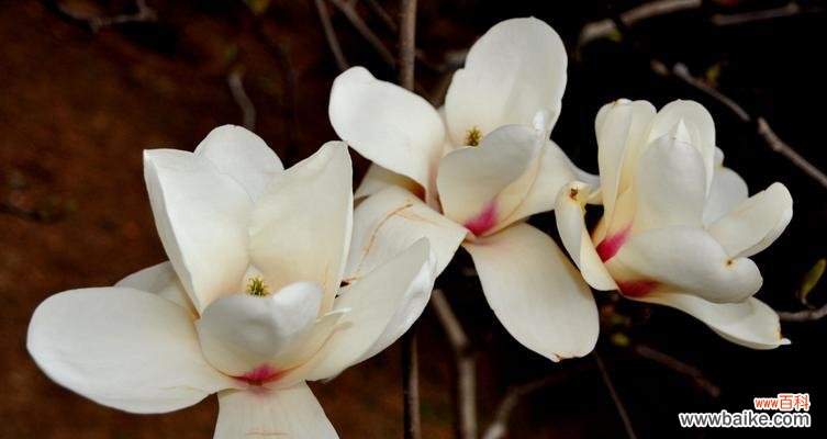 解读紫玉兰花花语,传递深情与祝福 紫玉兰花