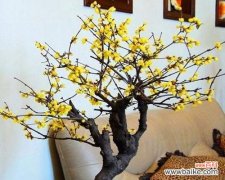 传递爱意的腊梅花 腊梅的花语和象征