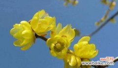 探寻夏腊梅花的意义与象征 以夏腊梅的花语是什么