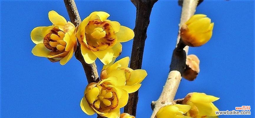 传承岁月的芬芳——腊梅花的美丽故事 腊梅花的意义与寓意