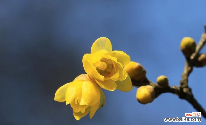 传承岁月的芬芳——腊梅花的美丽故事 腊梅花的意义与寓意