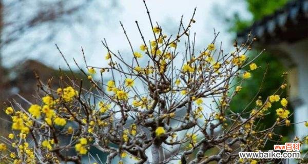 传递坚韧不拔的力量与美丽 腊梅花的寓意与象征意义