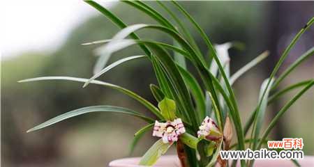 探索兰花的深层含义 兰花的花语与寓意