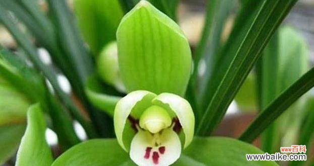 探索兰花的深层含义 兰花的花语与寓意