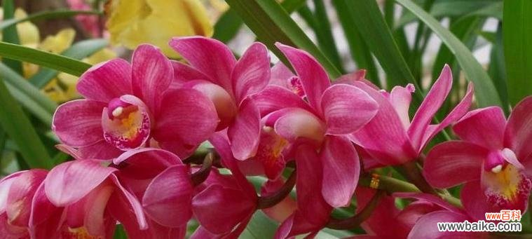 探索兰花的深层含义 兰花的花语与寓意