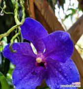 探寻兰花的寓意与美丽传说 兰花的象征意义及花语解读